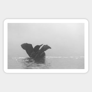 Common Loon - Wilson Lake Sticker